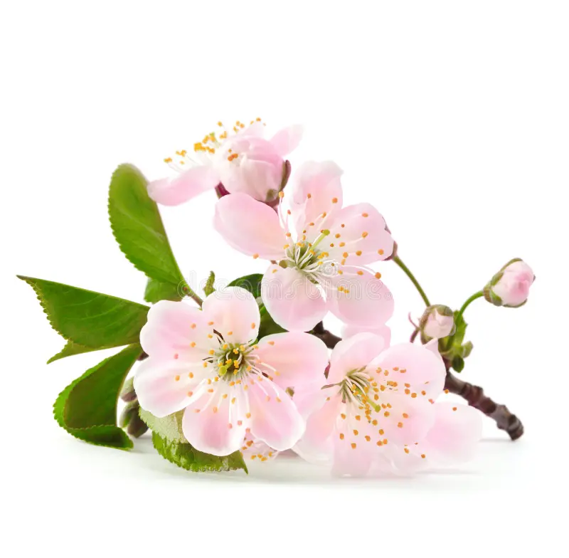 cherry twig bloom 27342257